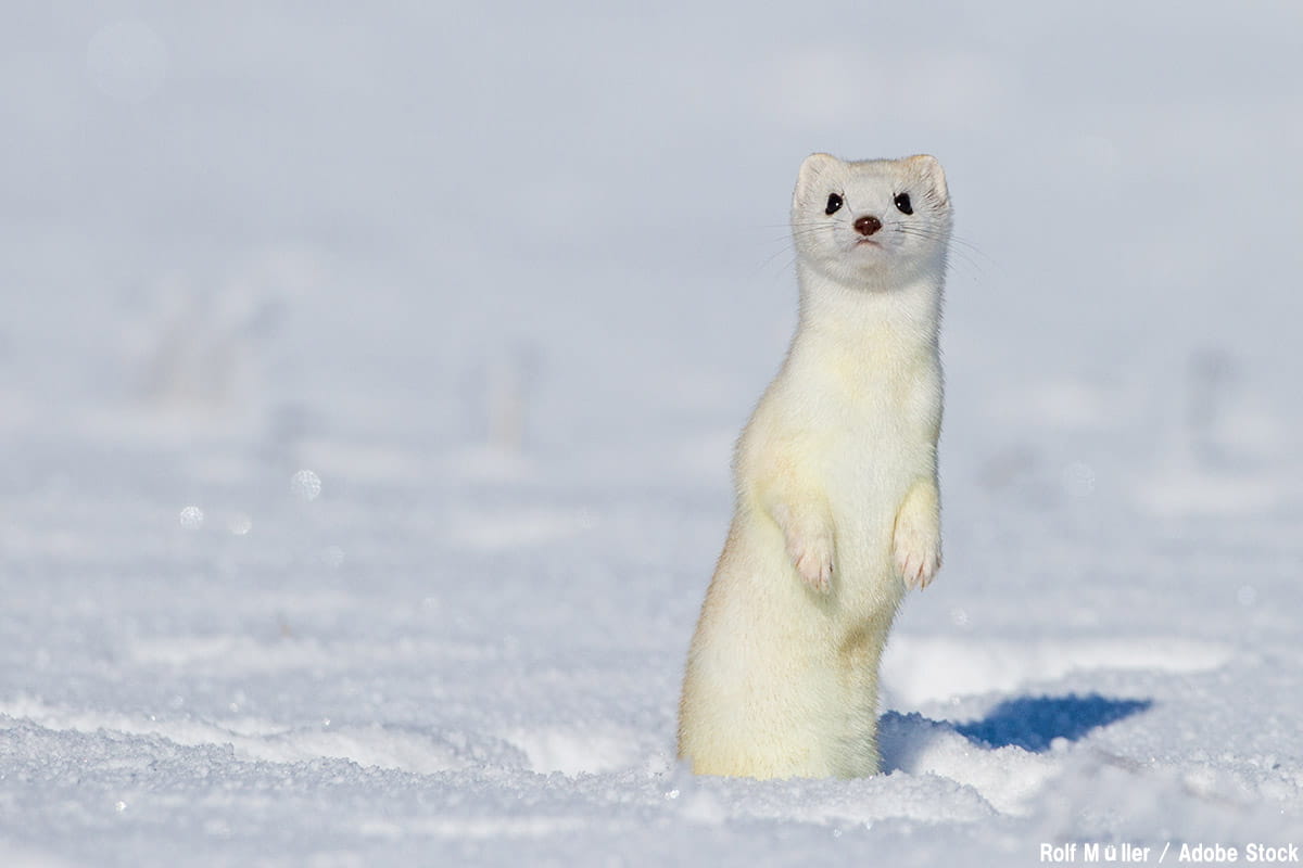 冬季五輪マスコットのオコジョが絶滅危機に？原因は気候変動か