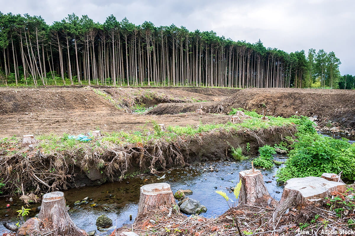 日本の失われた森林5選！なぜ自然は破壊されたのか