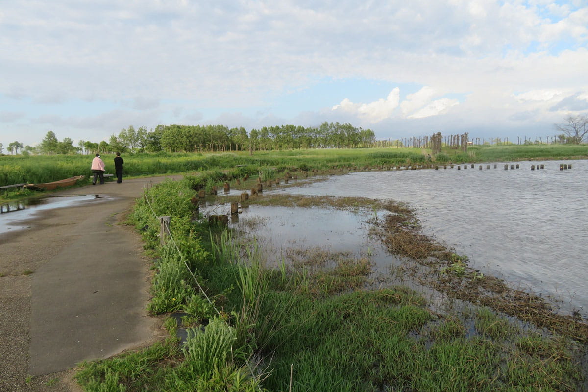 都市にある湿地は自然の宝庫 沖縄と新潟の湿地を見る