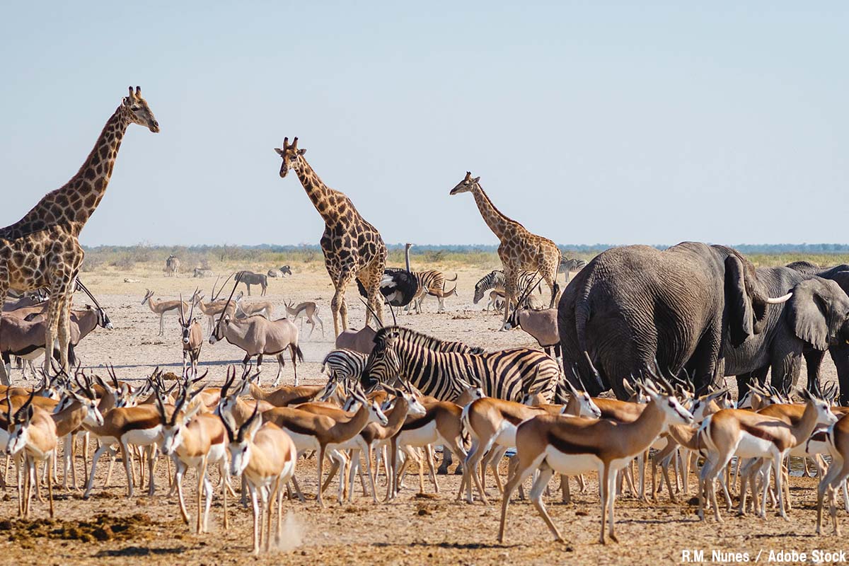 なぜ動物を守るの？絶滅危惧種を保護する3つの理由を簡単に・わかりやすく解説