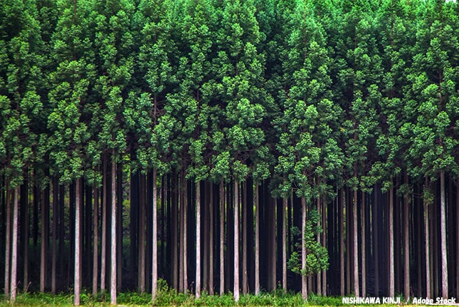 なぜ 植える 杉 なぜ日本のスギ花粉量は年々増加しているのか？その理由とは｜YAZIUP[ヤジアップ]