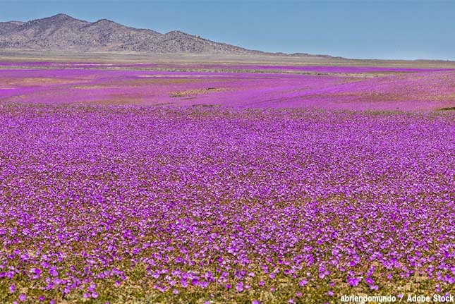 砂漠に花が咲き乱れる 世界一乾燥した場所に現れる花畑の謎