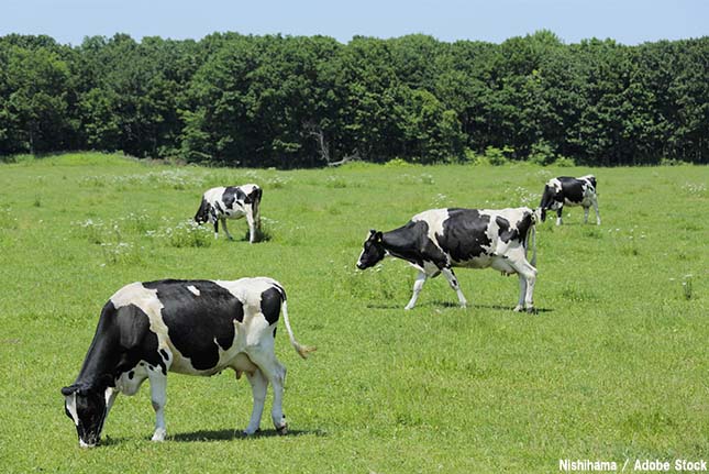 牛のげっぷが温暖化を促進？農業がメタン発生の原因に