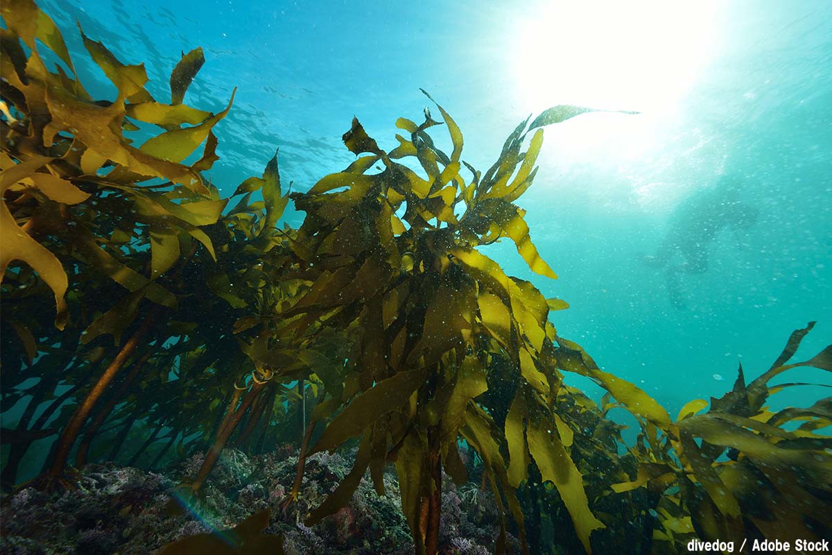 海藻が地球温暖化を解決する？栄養素も豊富で万能な食材！