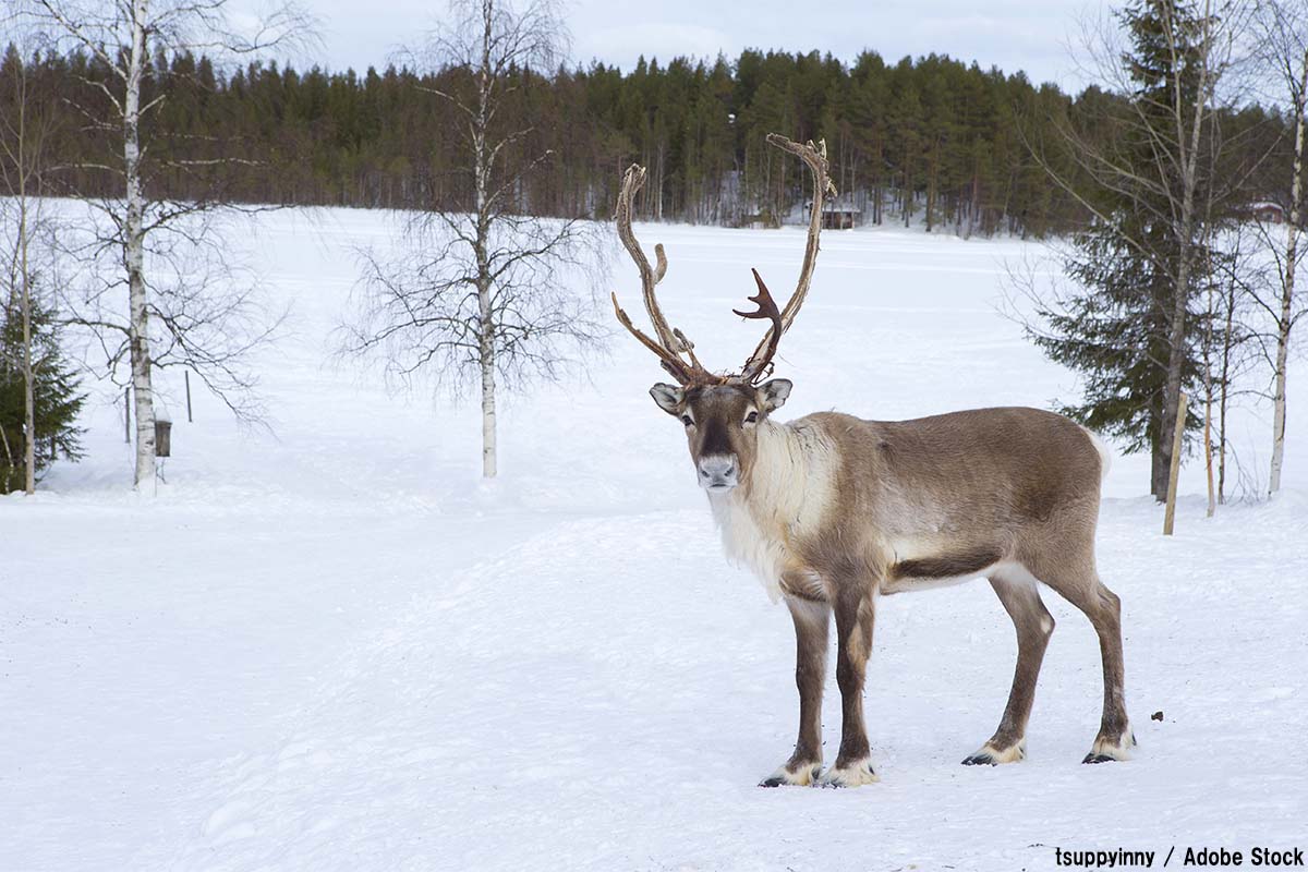 トナカイが温暖化で減少？ソリを引く由来とは【絶滅動物シリーズ】