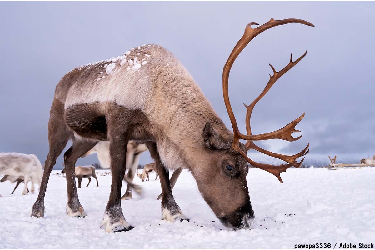 トナカイが温暖化で減少？ソリを引く由来とは【絶滅動物シリーズ】