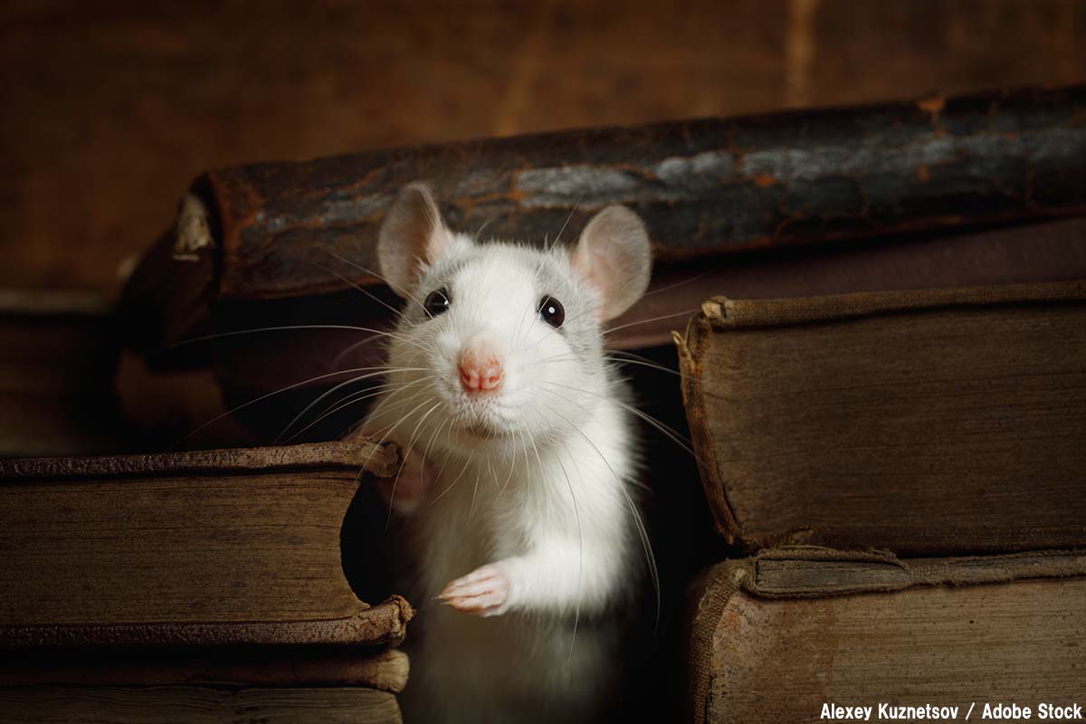 意外と恐ろしい ネズミが発生 危険性や対処法をご紹介