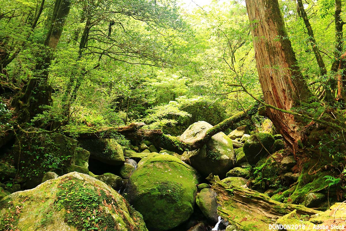 最大57%OFFクーポン 世界遺産…神木 太古屋久島 樹齢1000年杉 屋久杉