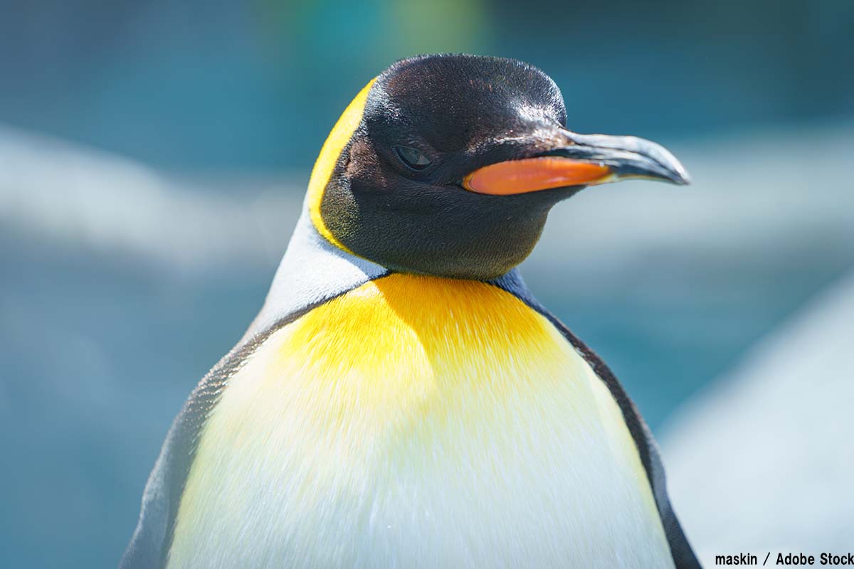 ペンギンのうんちに温室効果ガスが オウサマペンギンと環境問題