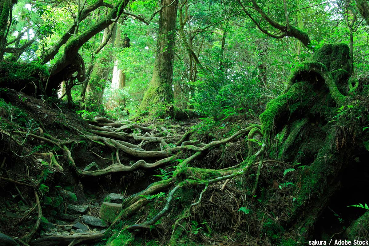 原生林とは？日本でも見られる手付かずの森林をご紹介