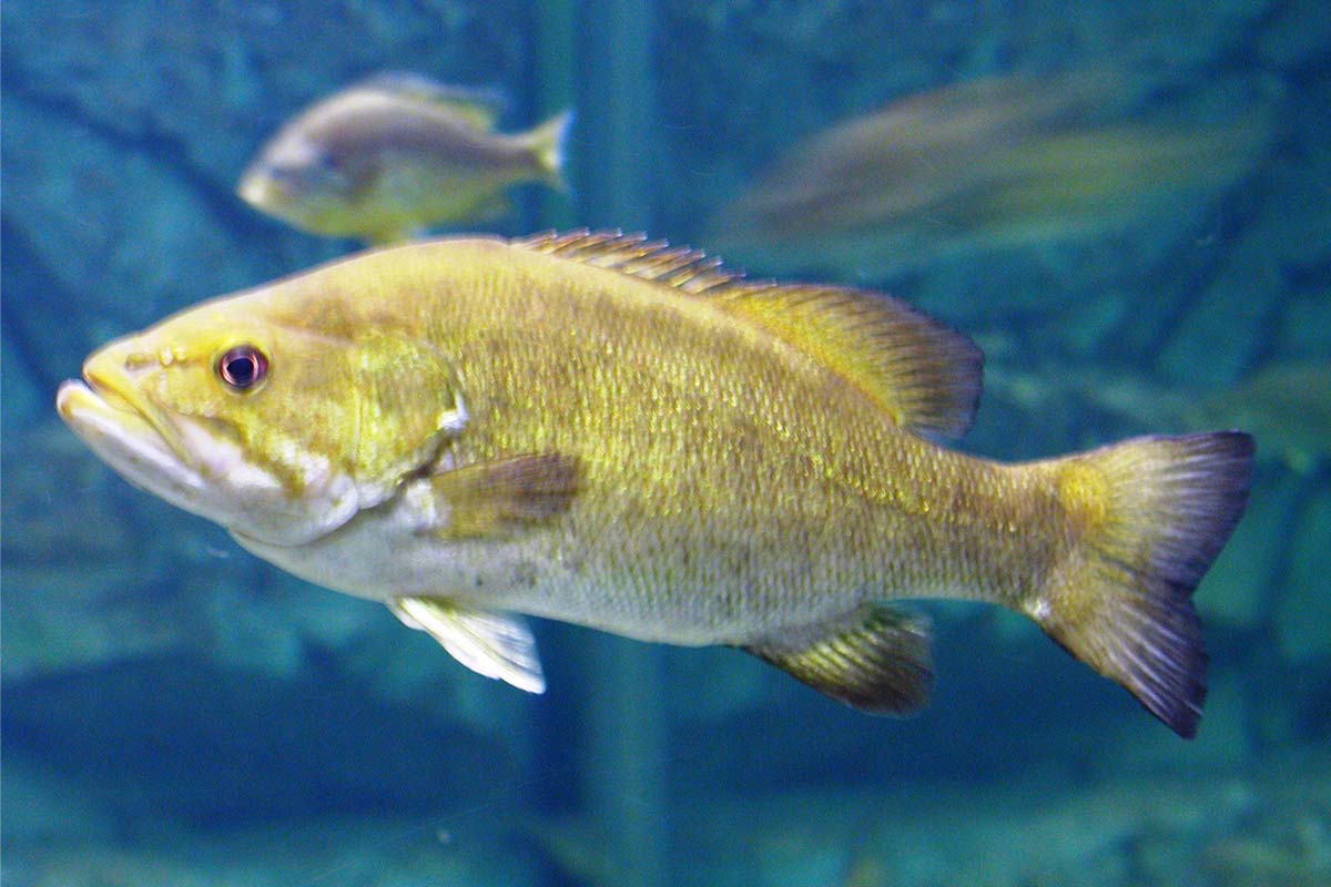 琵琶湖の外来魚問題は今 専門家に聞く 在来生物に新たな脅威も