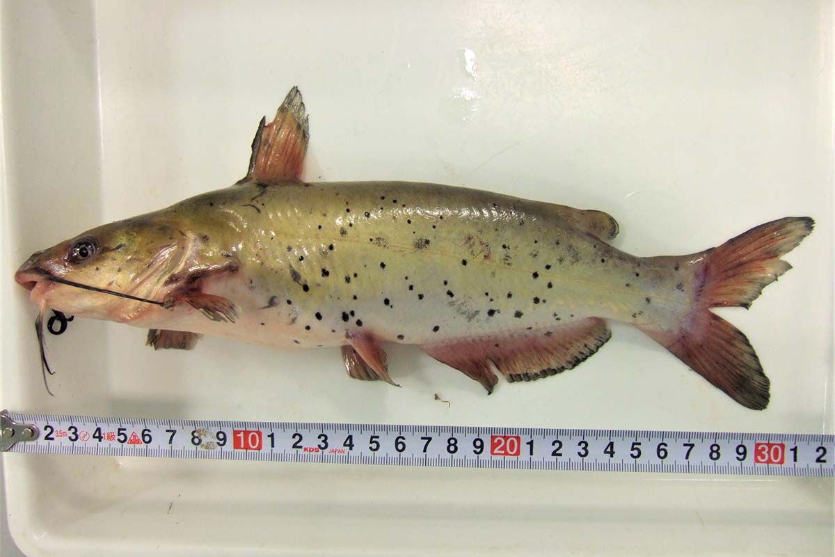 琵琶湖の外来魚問題は今 専門家に聞く 在来生物に新たな脅威も