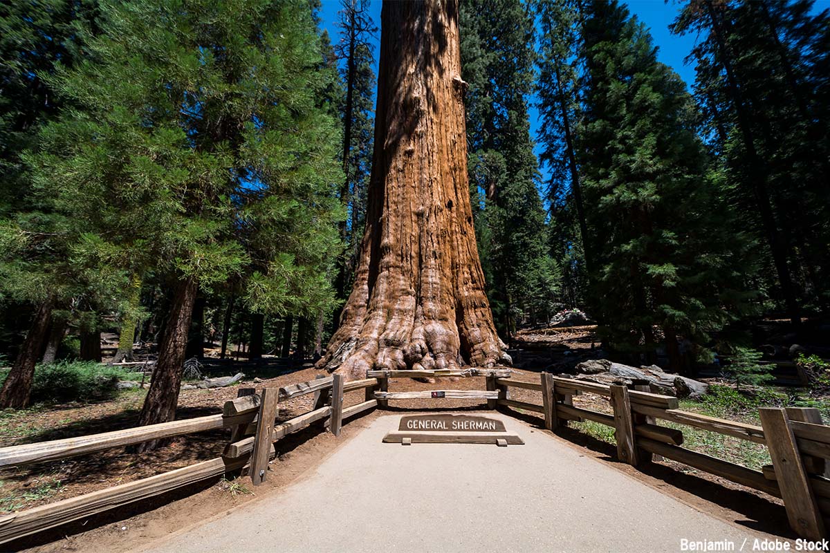 世界で一番大きい木「シャーマン将軍の木」