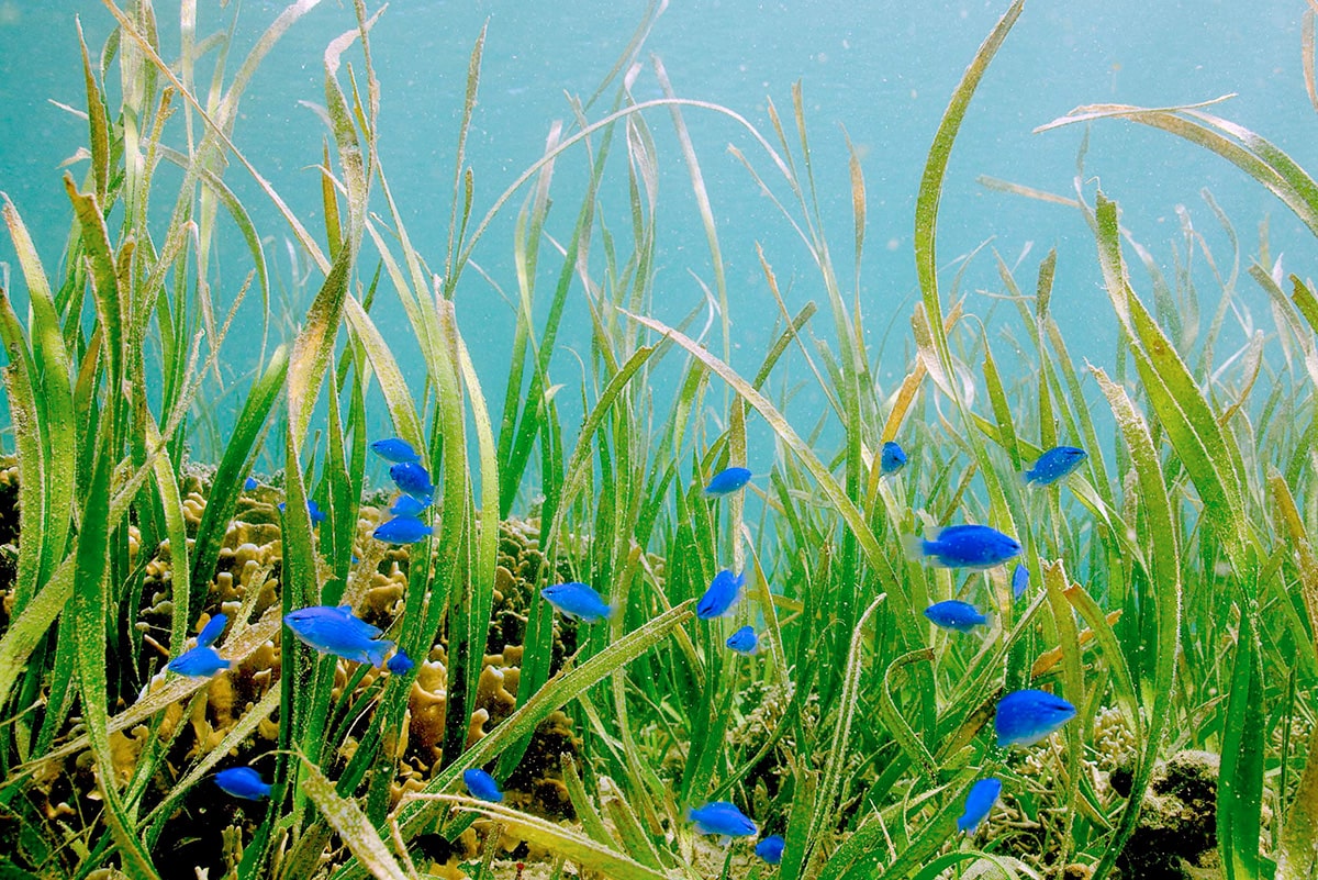 ウミショウブとは？西表島の「海面を走る花」を守る活動