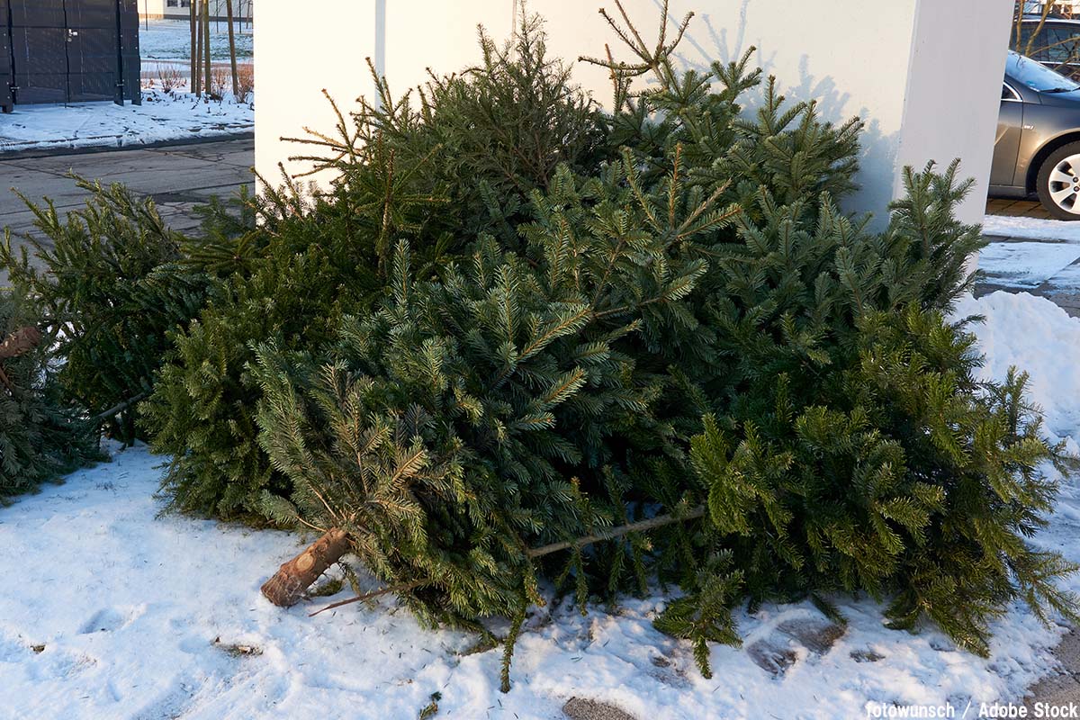 クリスマスツリーの廃棄が問題に 動物の手助けが効果的か