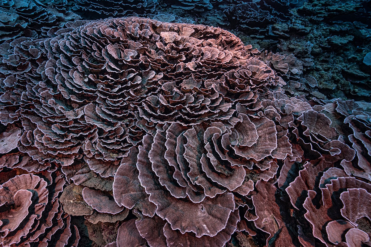 タヒチ沖で発見！ありえない深さに生息する世界最大級のサンゴ礁