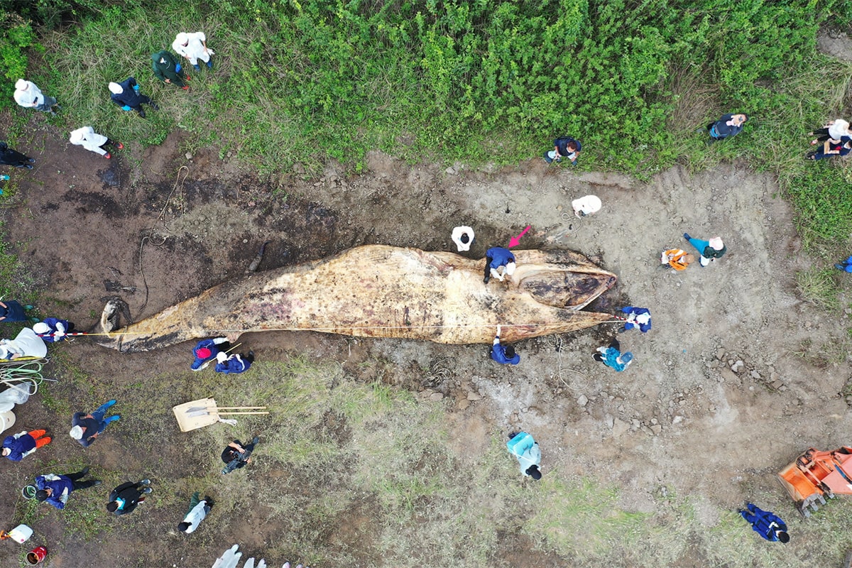 【衝撃】クジラの胃から見つかる大量のプラごみ。海獣学者が危惧する生態系破壊