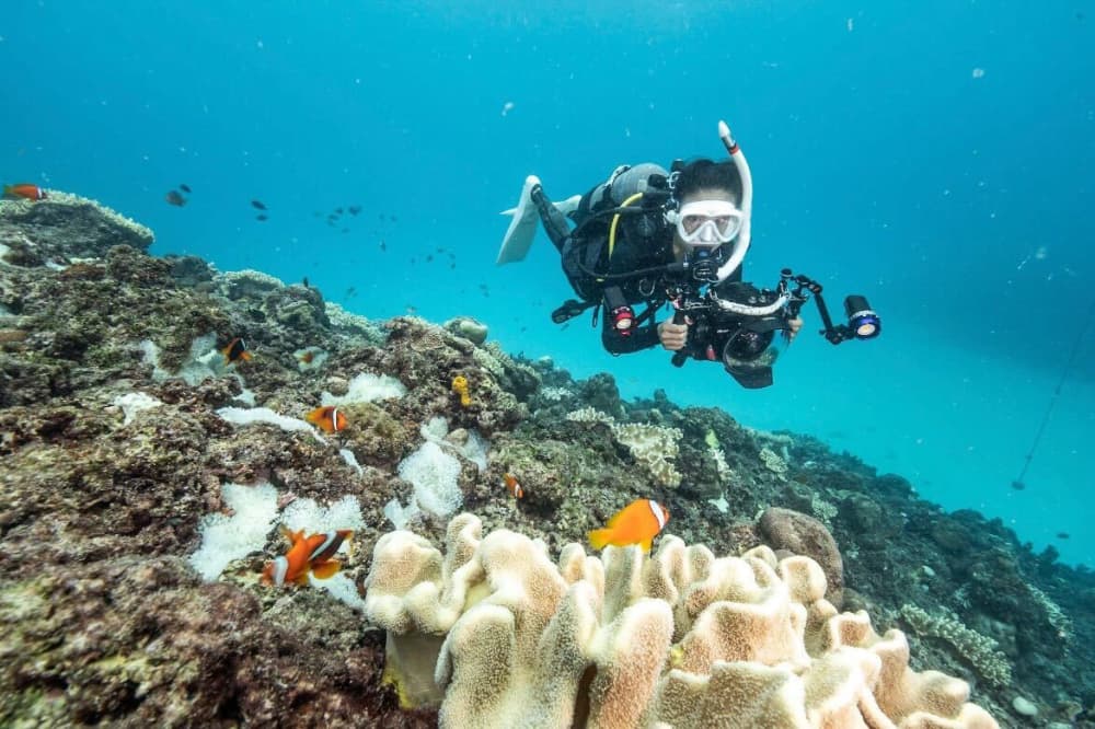 2022年、沖縄県全域で進むサンゴの白化現象　緊急レポート