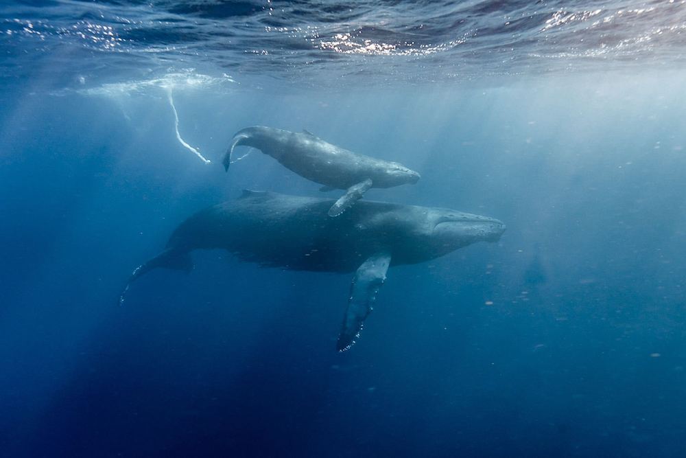 ザトウクジラの個体数は増えている？減っている？ ホエールウォッチング・スイムの与える影響とは