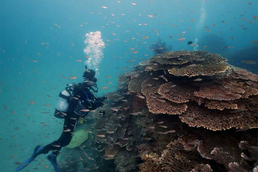 「高緯度サンゴ群集域」って知ってる？世界的な保全団体も注目する理由とは