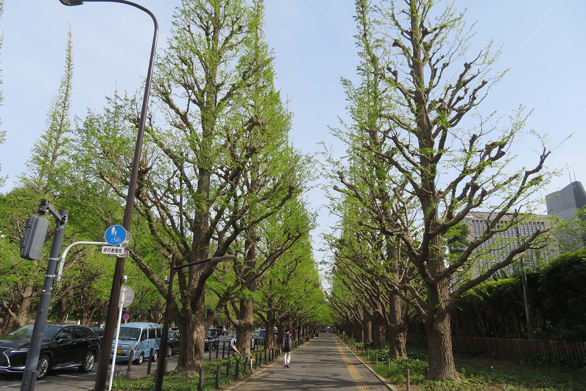 イチョウの木を守れ! 開発によって公共空間を支える樹木の危機 音楽家の坂本龍一さんが伐採やめよと訴えた「神宮外苑再開発事業」(上)
