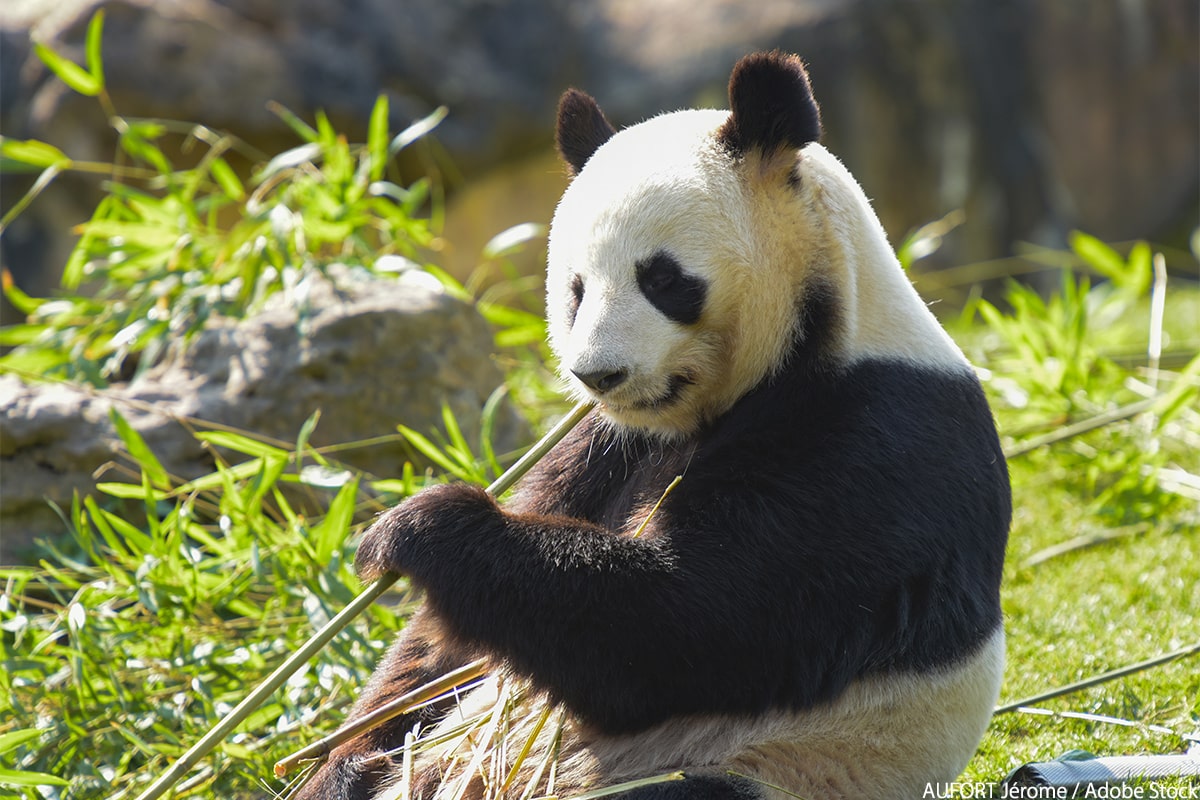 竹しか食べないパンダは栄養足りてるの？驚きの生態に迫る