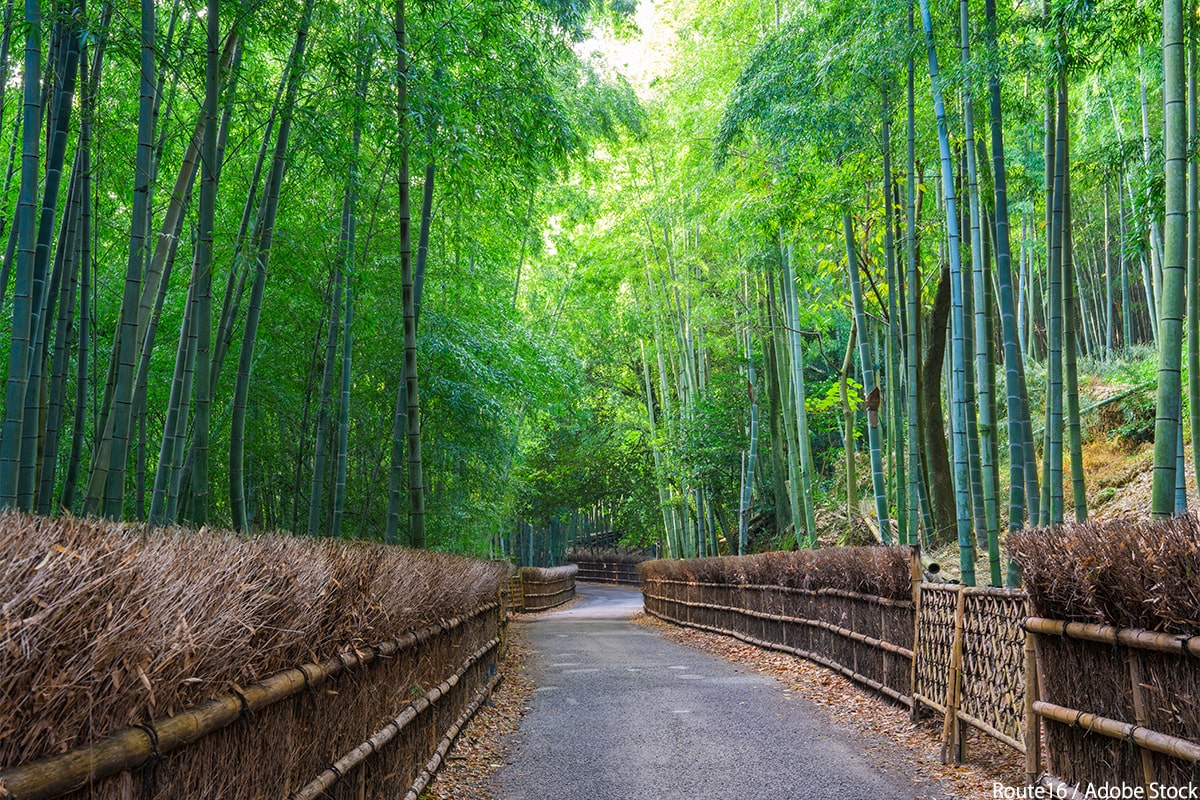 京都の自然を感じる観光地30選！絶景から名所までご紹介