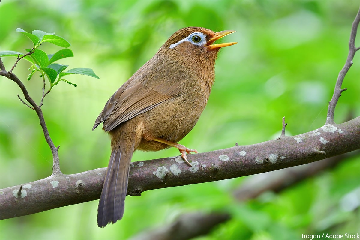 ガビチョウの鳴き声がうるさい！日本にやってきた経緯と影響