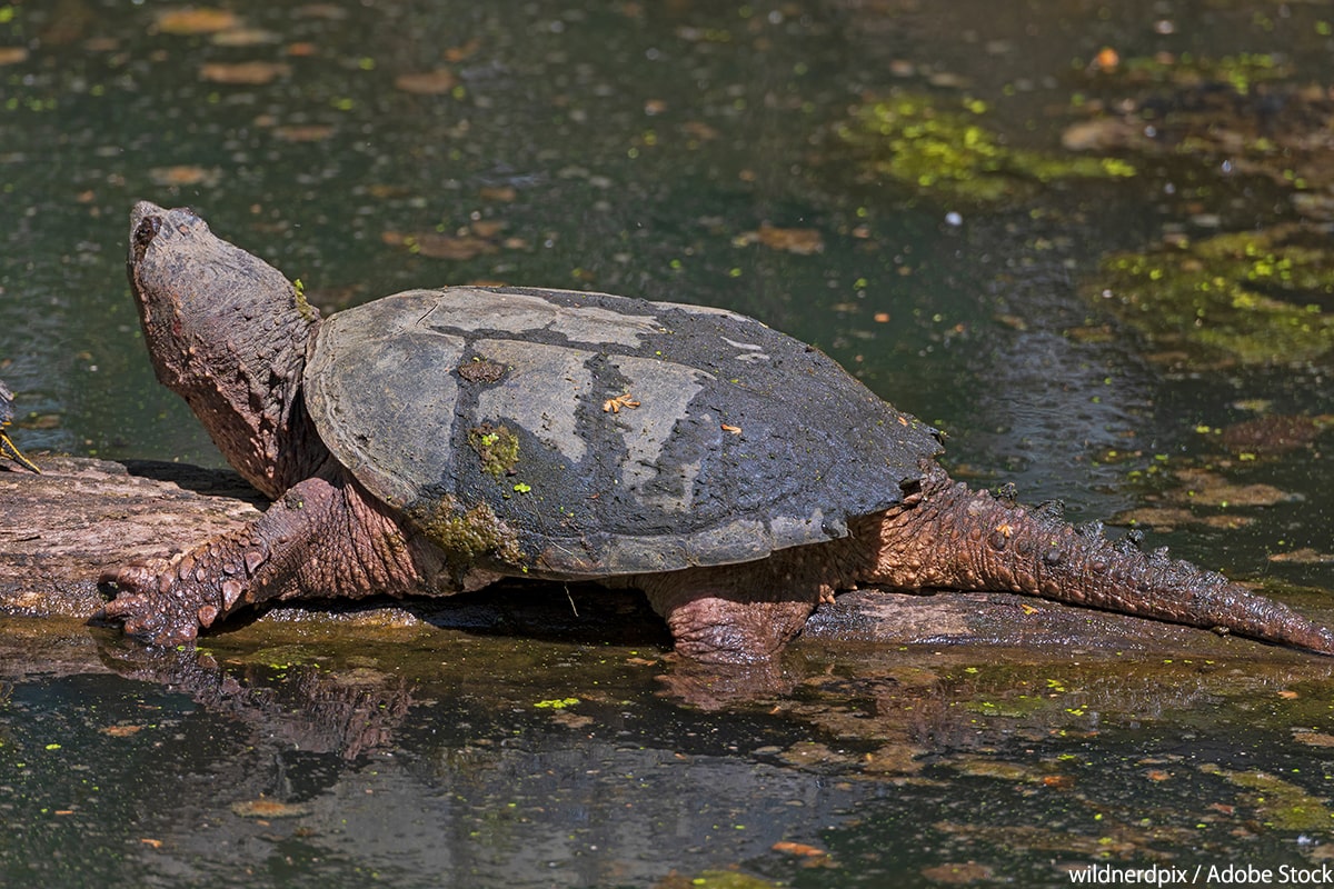 カミツキガメはなぜ日本で増えた？その原因と危険性を解説