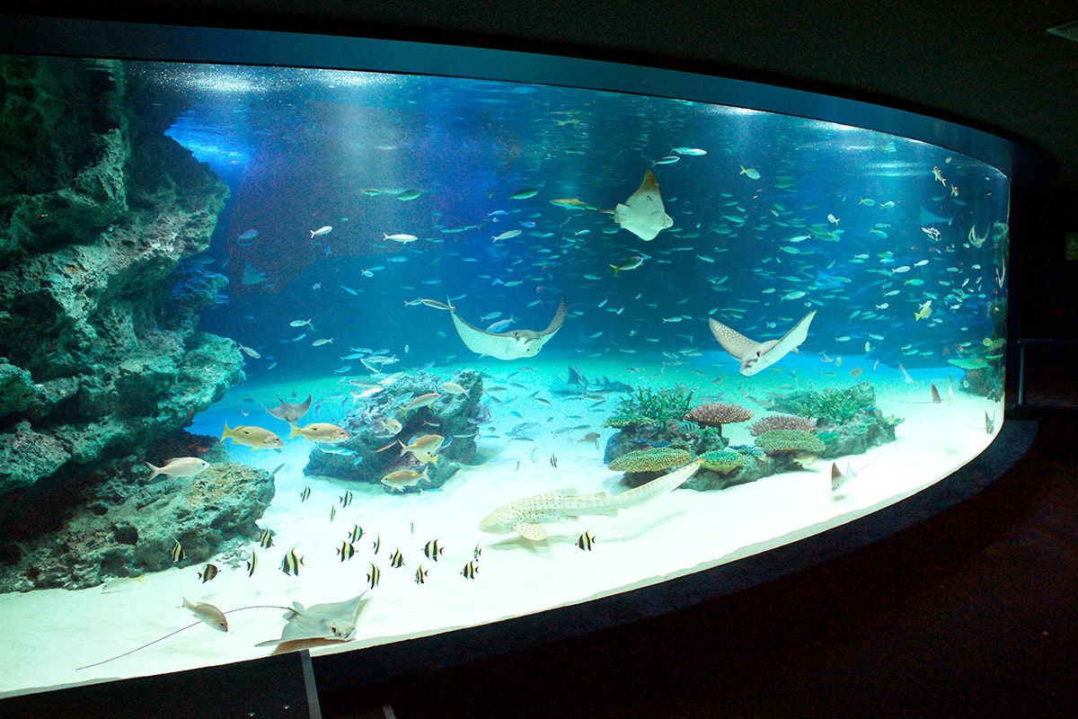 サンシャイン水族館の「サンゴプロジェクト」とは？沖縄県恩納村の協力のもと、サンゴを殖やして海に還す活動