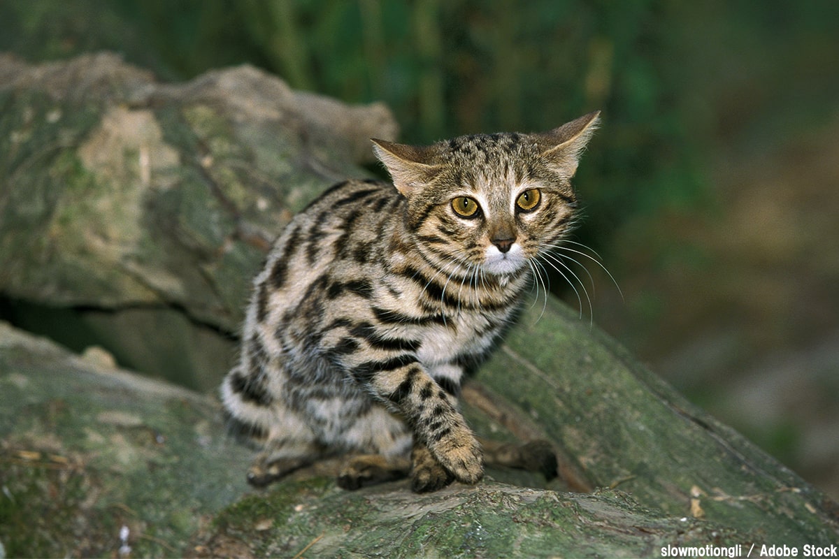 絶滅危惧種の猫10選！減少の原因や生態を解説