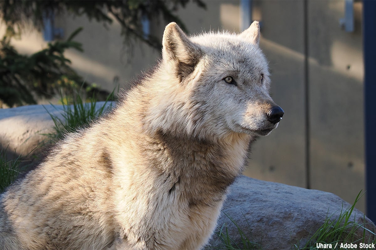 ニホンオオカミの絶滅理由とは?原因と生存の可能性を解説