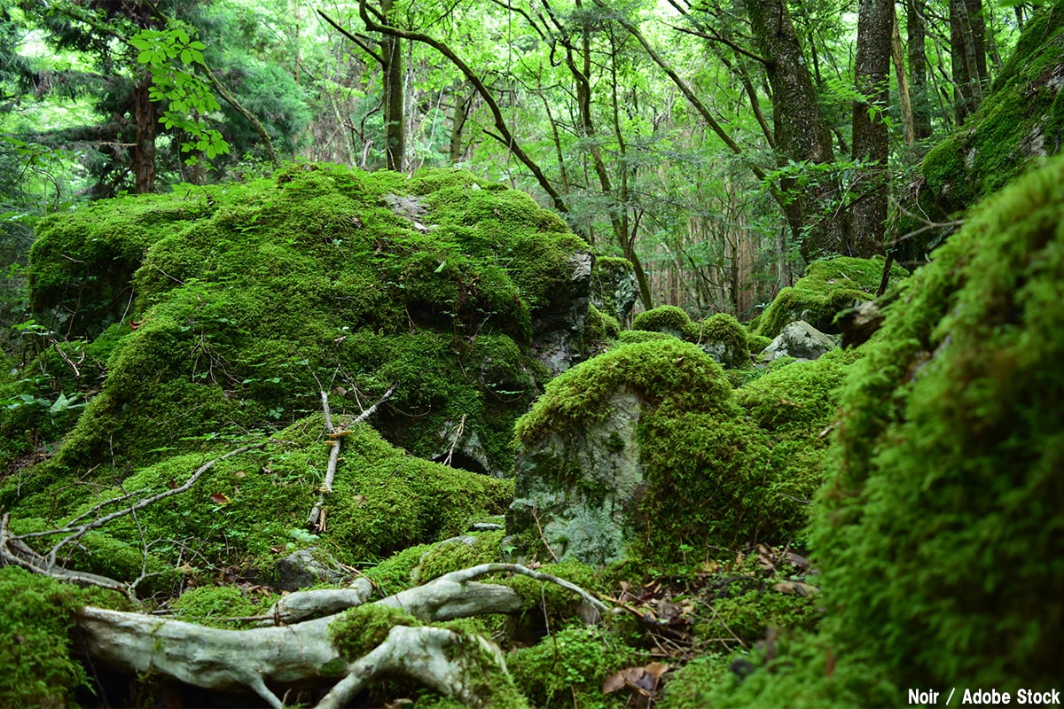 前人未踏の地10選!人が踏み入れていない地域の特徴を解説