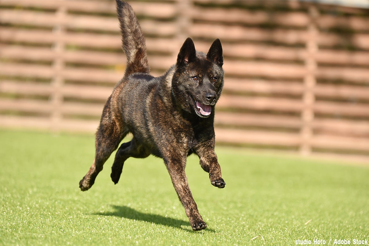 絶滅が危惧される希少な犬種10選!減少の原因や生態を解説