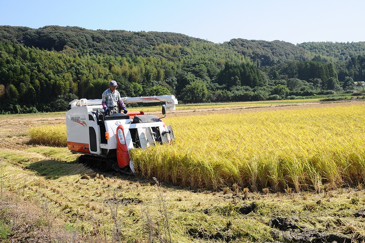 自然環境を守る水田 岐路に立つ飼料用米―主食用米高騰のあおりで存亡の危機―