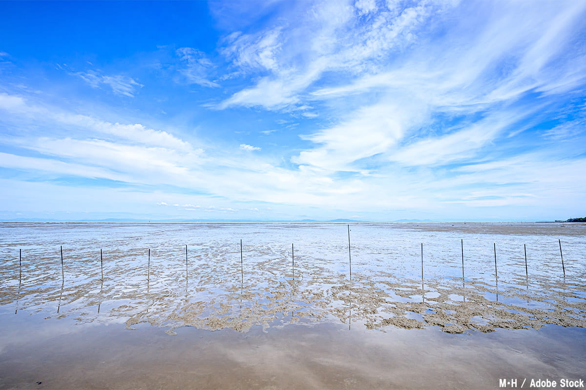 日本の失われた干潟・沿岸湿地帯6選！なぜ自然は破壊されたのか